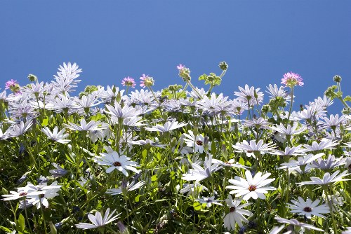 Eco-friendly flower packaging used by Primrose Hill delivery service