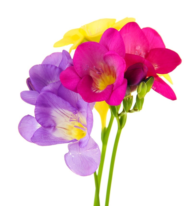 Flowers florists